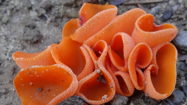 Niesamowite grzyby znalezione w lubuskim lesie. Przypominają pomarańczowe kwiaty