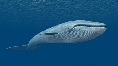 "Niebieski wieloryb" dotarł na Lubelszczyznę. Pierwszy przypadek w Kraśniku