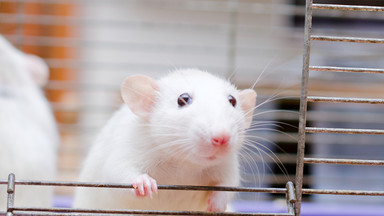 Czy mysz może być optymistką? Coraz więcej wiemy o osobowości zwierząt
