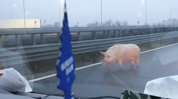 A szabadságszerető álla-tot rendőri segítséggel si-került fülön csípni, baleset szerencsére nem történt / Fotó: Fekete László