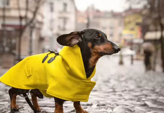 Zadbaj o komfort swojego psiaka — kurtki przeciwdeszczowe dla zmarzluchów