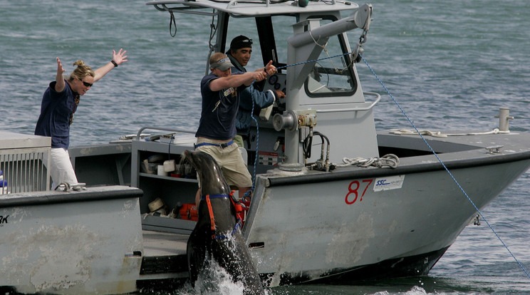 A haditengerészet programjában
az aknakeresés mellett bajba került úszók vagy katonák kimentésére is kiképzik a fókákat /Fotó: Getty Images