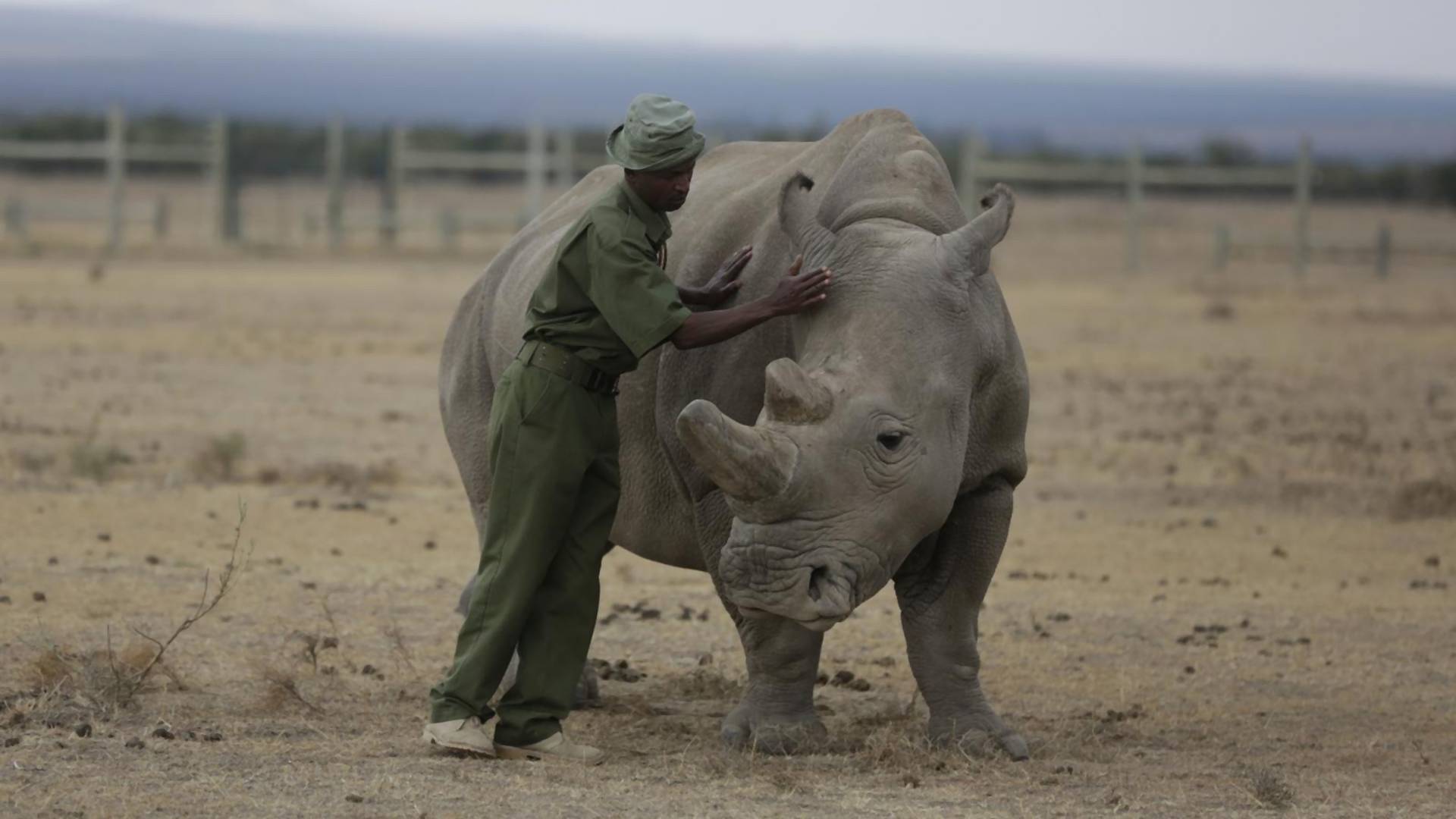 Poslednji trzaji poslednjeg severnog belog nosoroga na svetu