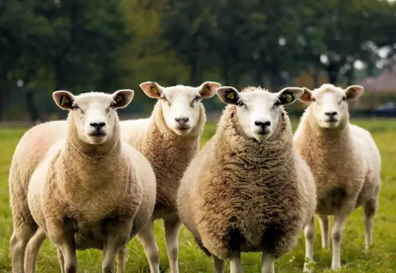 Gdańsk zatrudnił owce do "koszenia" trawników. Zostaną influencerkami