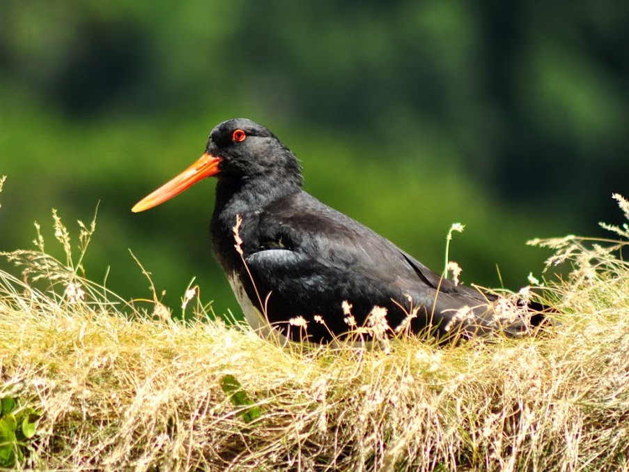 Nowa Zelandia - Fiordland