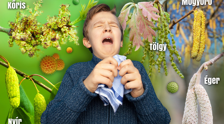 Az elhanyagolt allergia miatt akár asztma is kialakulhat / Grafika: Varga Nóra