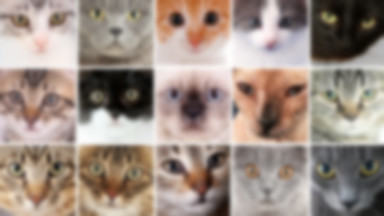 18 typów kotów: widmo, maruda, szlachcic. Którym jest twój?