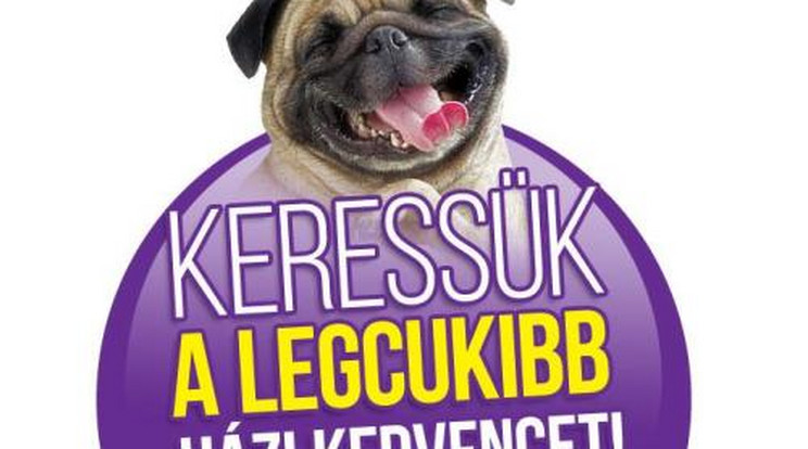 Keressük a legcukibb házikedvencet!