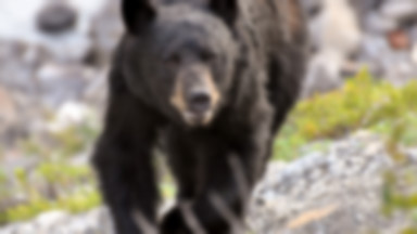 Alaska: nakarmił niedźwiedzia mięsem z grilla, po czym został zaatakowany; "ma szczęście, że żyje"