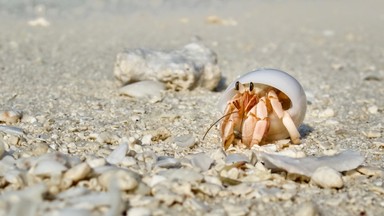 Kraby "podniecone" składnikiem plastiku. Zaskakujące wyniki badań