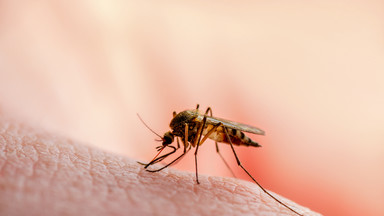 Dlaczego przyciągasz komary? Ten zapach je odstrasza