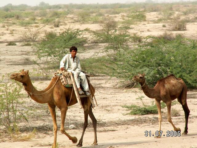 Galeria Cinquecento do Pakistanu i Kaszmiru, obrazek 74