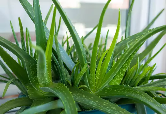 Aloes – cudowna roślina, która pomoże ci schudnąć i wyleczyć trądzik