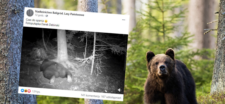 Już wiosna, a w Bieszczadach stary niedźwiedź mocno śpi. Uchwyciła go fotopułapka