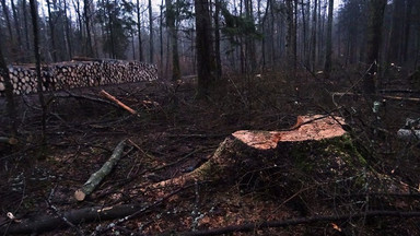 Ekolodzy alarmują: w Puszczy Białowieskiej wciąż trwa wycinka drzew. Ministerstwo Środowiska: działamy zgodnie z prawem