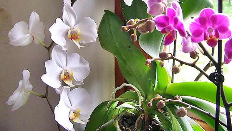 Orchidea Fotó: RAS