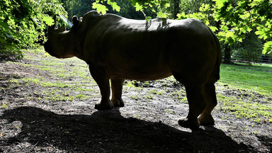 Była symbolem poznańskiego zoo. Nie udało się uratować Diuny