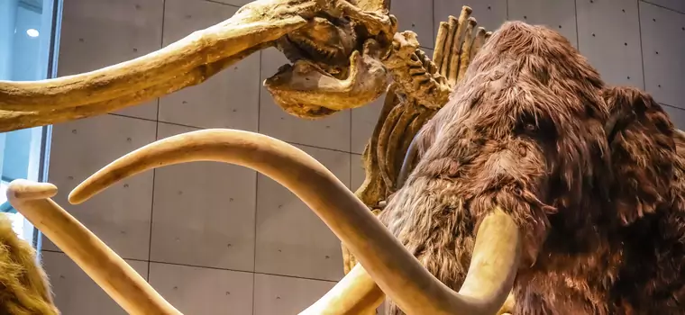 Naukowcy chcą wskrzesić mamuta wełnistego. Wyjaśniamy, czy to dobry pomysł