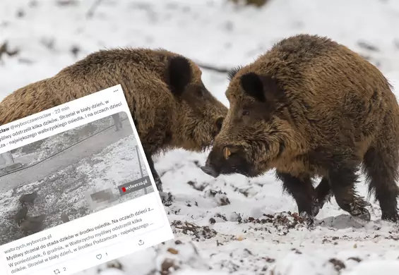 Myśliwy strzelał do dzików pod oknami mieszkań na osiedlu. "Przepisy zostały złamane"