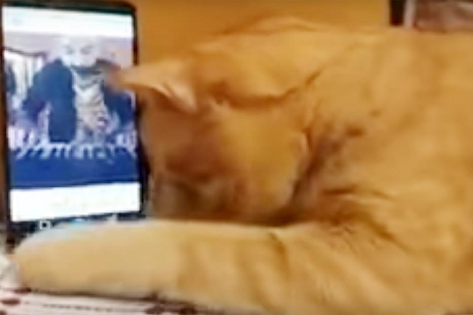 A vak cica kedvenc dalát hallgatja egy telefonról. Szívszorító a reakciója