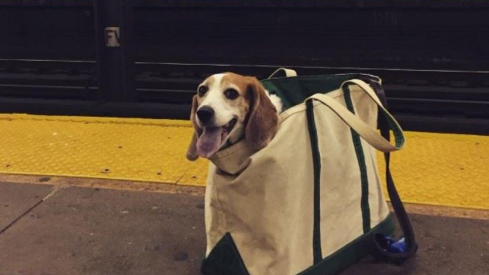 In der UBahn in New York fahren Hunde in Taschen Noizz