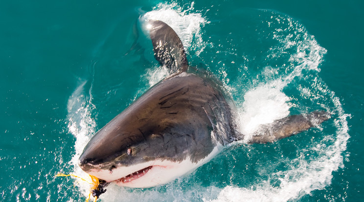 680 kilós cápát fogtak Írországnál. Ez az eddigi legnagyobb cápafogás Európában. /Fotó: Shutterstock