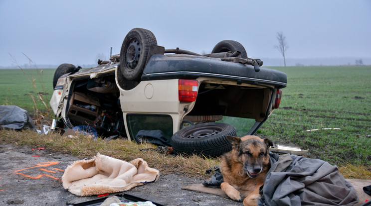 
Princ, a német juhász a baleset után az út 
mentén fekve várt halott gazdájára. Az ebbel fagyállót is itathattak /Fotó: MTI-Donka Ferenc