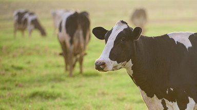 Pierwszy przypadek zarażenia się ptasią grypą człowieka od innego ssaka