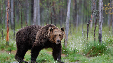 Polowanie na niedźwiedzie. Krwawy biznes w wojennym kryzysie