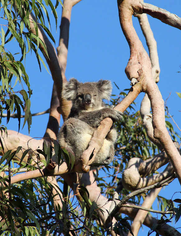 Australijska fauna