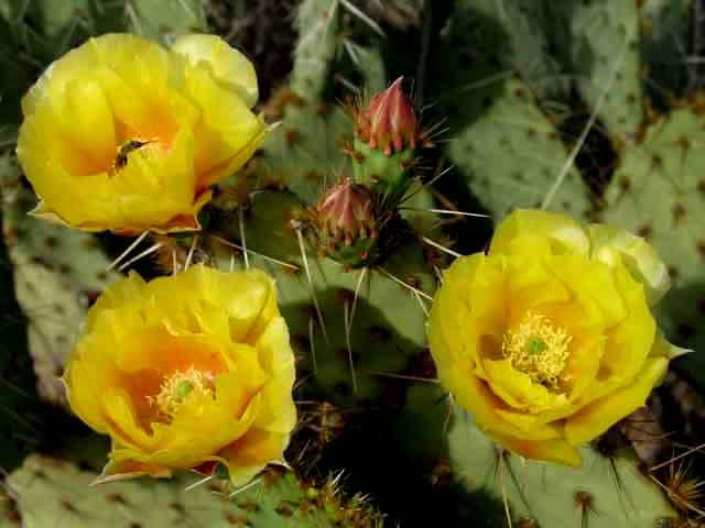Galeria USA - Park Narodowy Kaktusów Saguaro, obrazek 2
