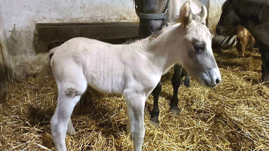 W Roztoczańskim Parku Narodowym urodził się "konik-symbol". Jego imię ma związek z WOŚP