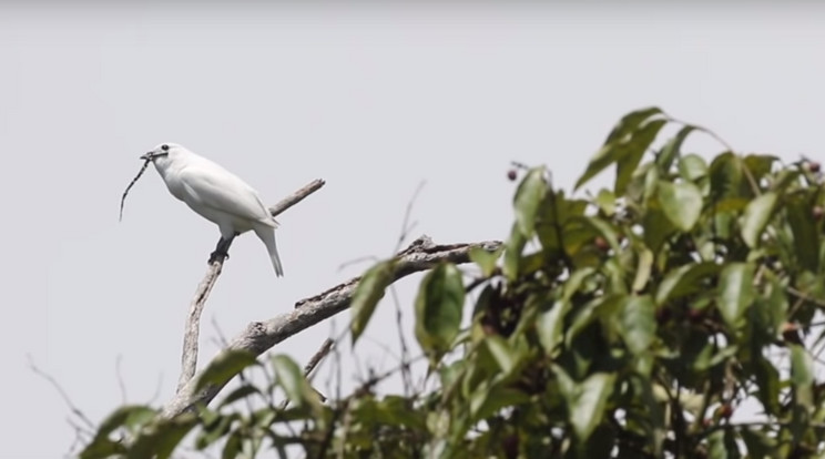 A világ leghangosabb madara 113 decibellel is képes 'énekelni' / Fotó: YouTube