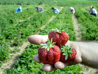 Za zbieranie owoców plantatorzy płacą nawet 15 zł za godzinę