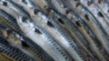 Pasta z makreli – przepis na pastę rybną domowej roboty