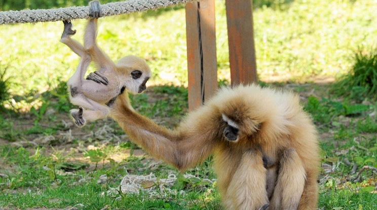 Fajtatársaira jellemzően az apró gibbon már most kész akrobata / Fotó: Nyíregyházi Állatpark