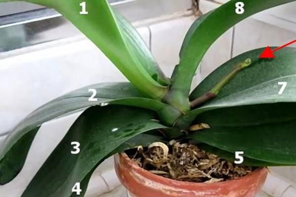Ezek azok a titkok, melyeket minden orchidea tulajdonosnak kötelező ismernie