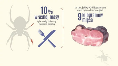 Pająki mogłyby zjeść wszystkich ludzi na Ziemi [INFOGRAFIKA]