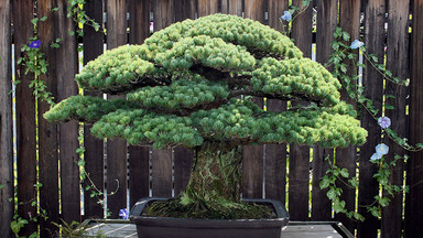 Niesamowite bonsai - ma prawie 400 lat i przetrwało Hiroszimę