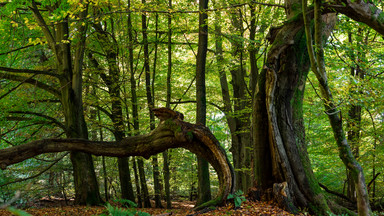 Zetną "bajkowy las" braci Grimm. Oburzenie w Niemczech