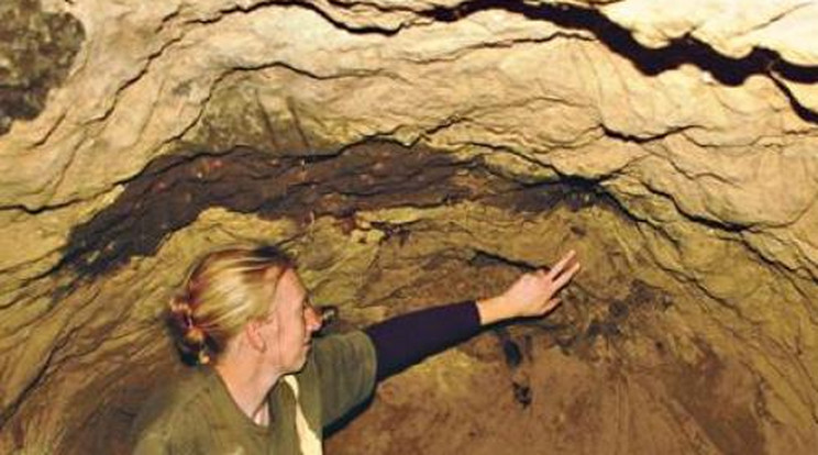 Barlangot ástak az állatkerti medvék
