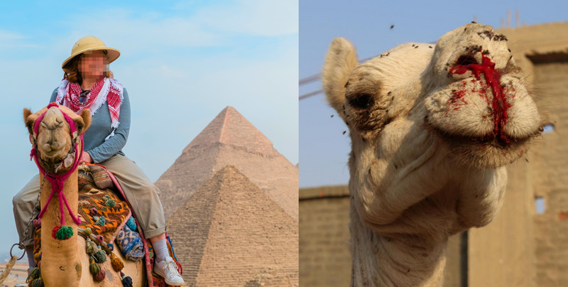 Dlaczego przejażdżka na wielbłądzie w Egipcie to "zło"