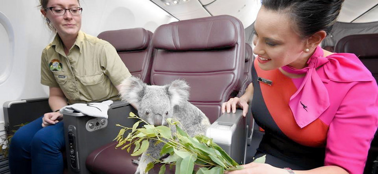 Singapur dostał niezwykły prezent. Australia podarowała mu... cztery koale