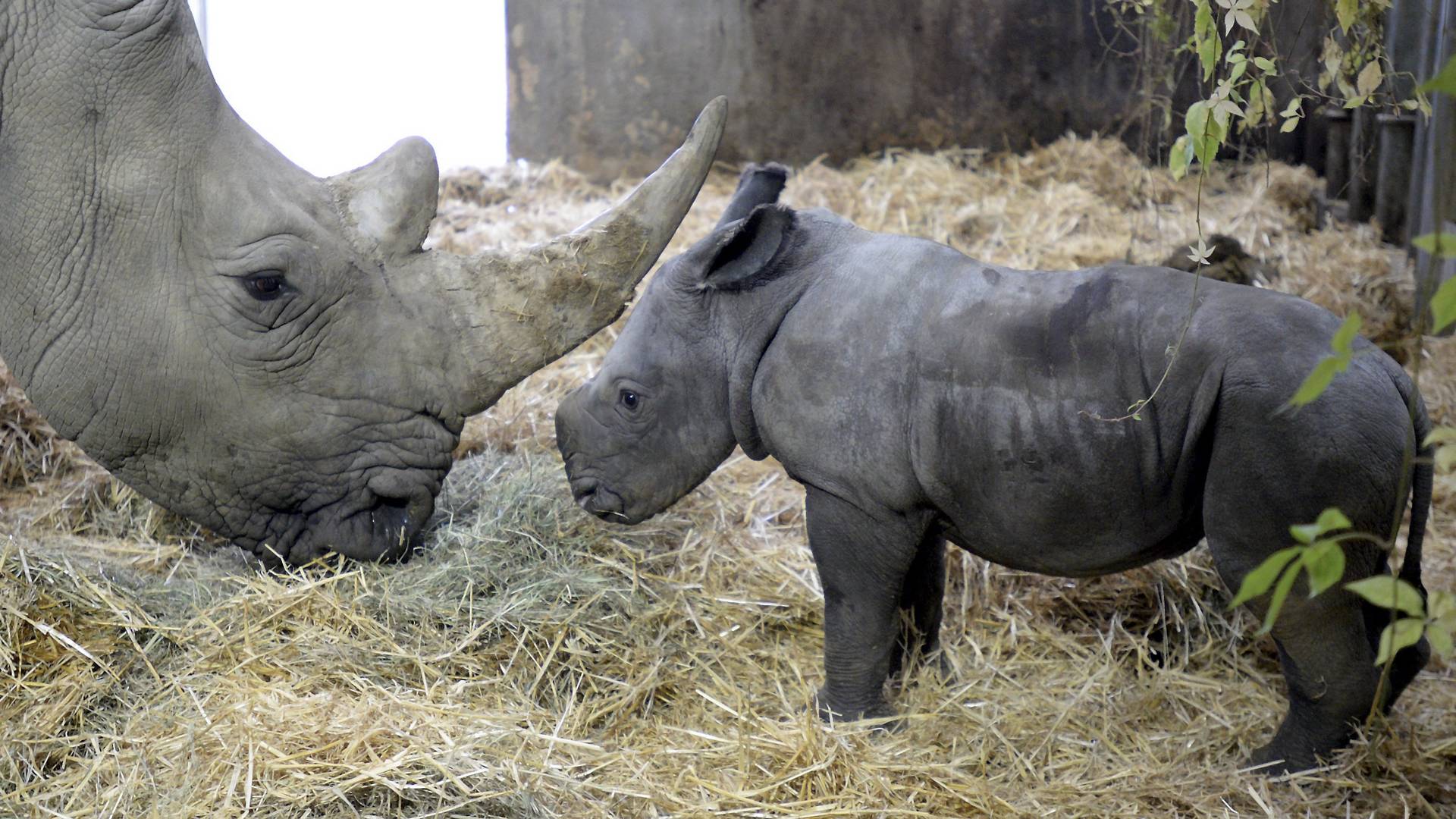 Trenutak kada beba nosoroga odbija da napusti majku koju su ubili lovci će vam slomiti srce