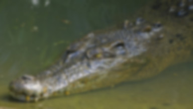 Australia: pijany mężczyzna przeżył atak krokodyla