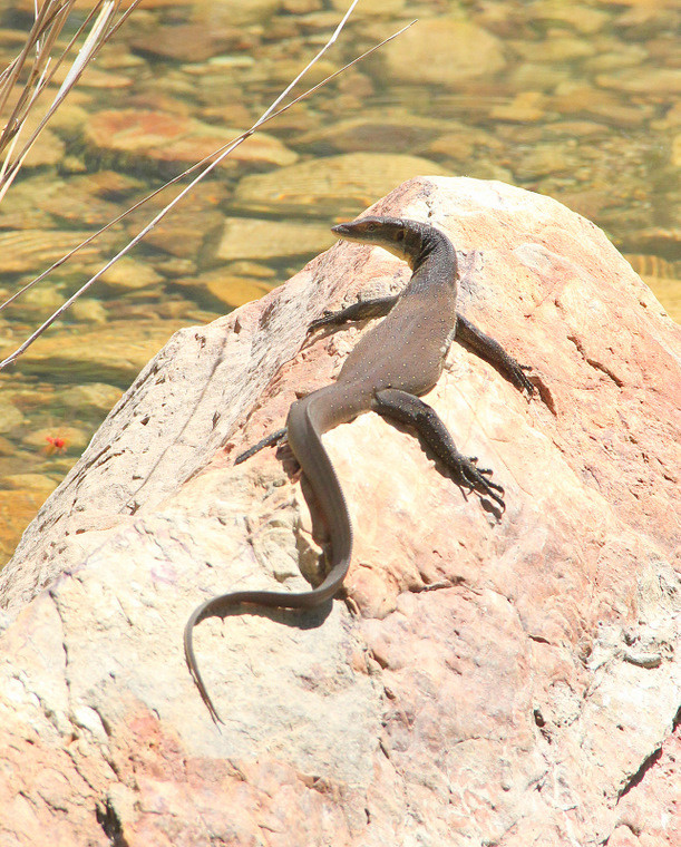 Australijska fauna