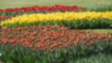 Łódź "tulipanem stoi". Wielka wystawa w Ogrodzie Botanicznym