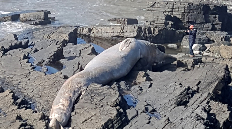 9 méteres bálnatetemet találtak / Fotó: Northfoto