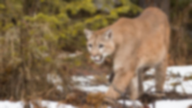 Zaatakowała go puma. Pokonał zwierzę gołymi rękami