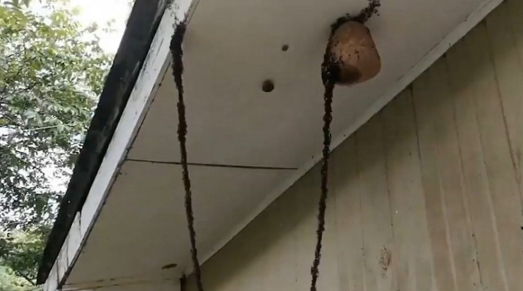 Élő hidat alkottak a hangyák a támadáshoz / Fotó: YouTube